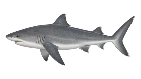 Illustration of Caribbean reef shark