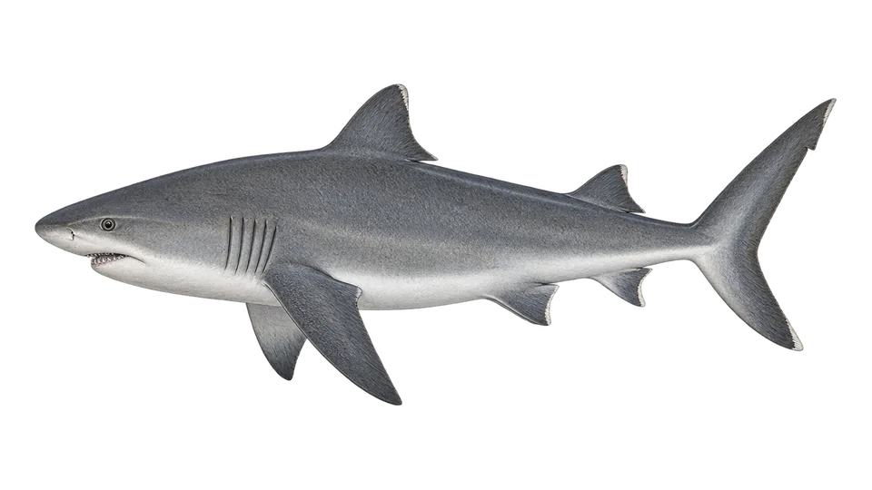 Scientific illustration of Caribbean reef shark