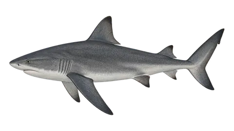 Illustration of Galapagos shark