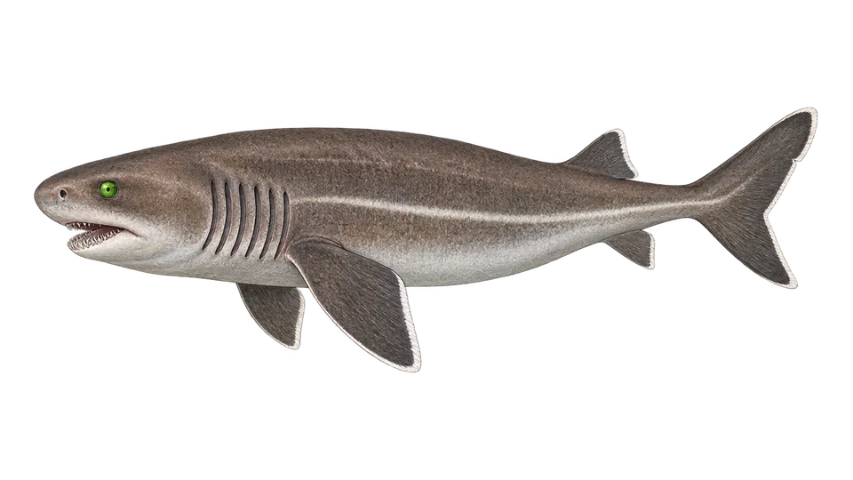 Scientific illustration of Bluntnose sixgill shark