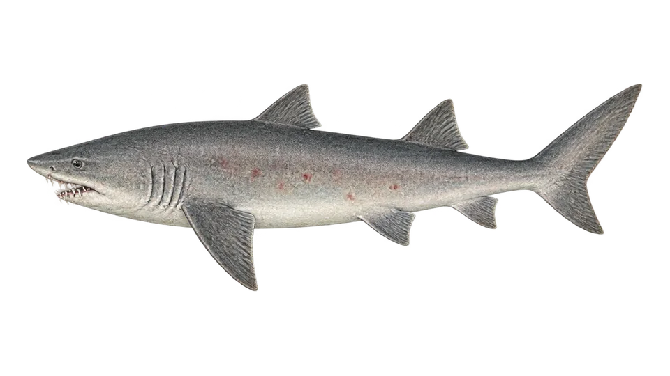 Scientific illustration of Smalltooth sand tiger