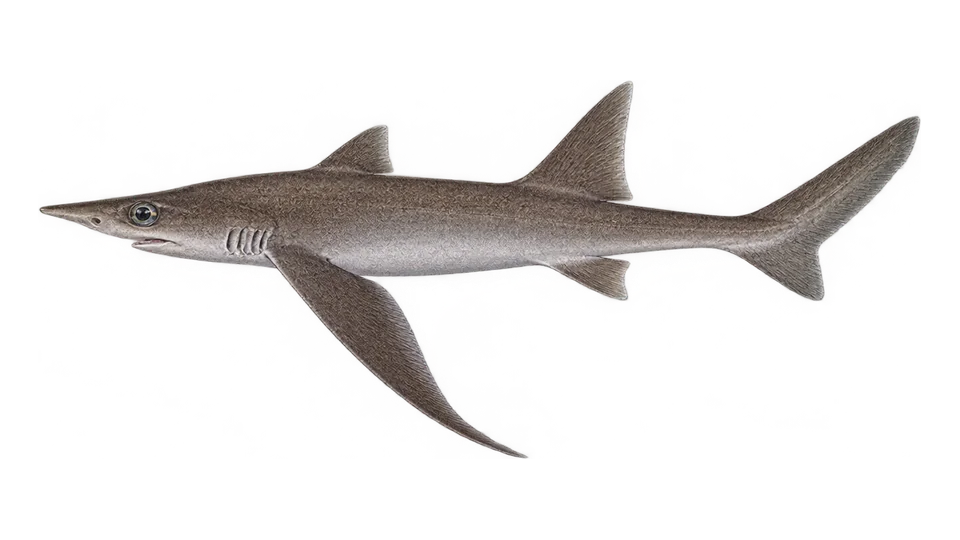Scientific illustration of Little gulper shark