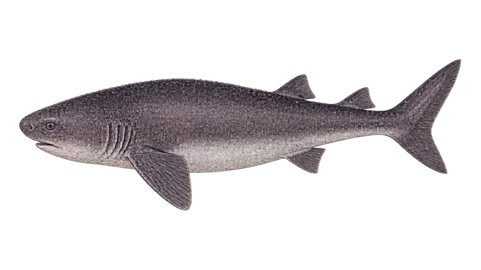 Scientific illustration of Bramble shark
