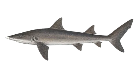 Illustration of Whitenose shark