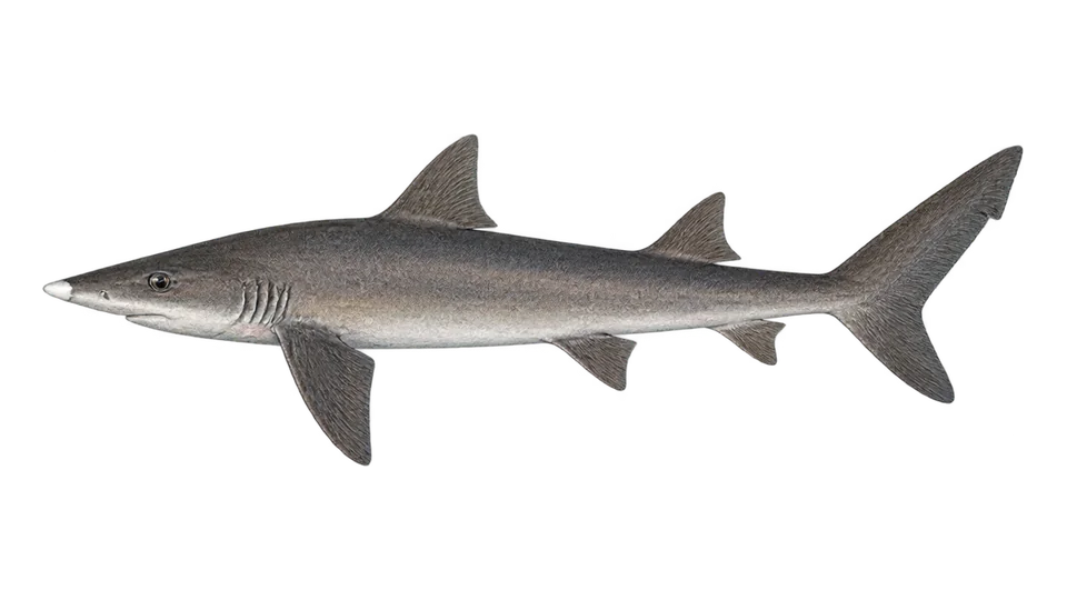 Scientific illustration of Whitenose shark