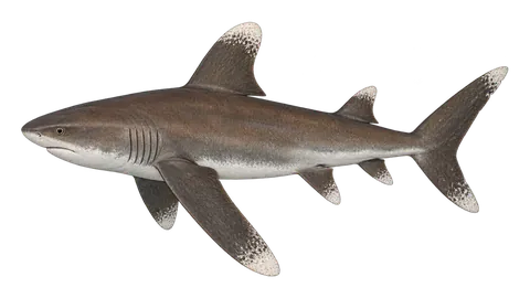 Illustration of Oceanic whitetip shark