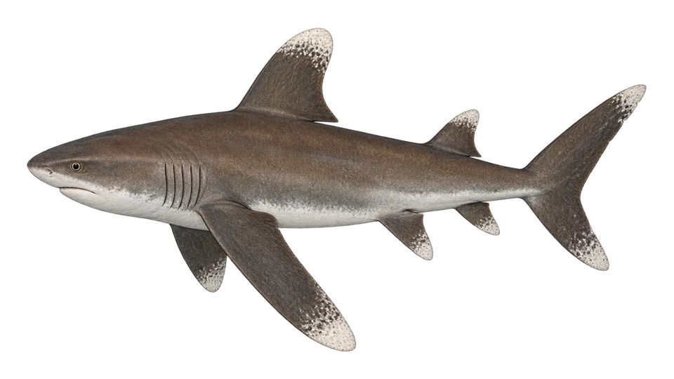 Scientific illustration of Oceanic whitetip shark