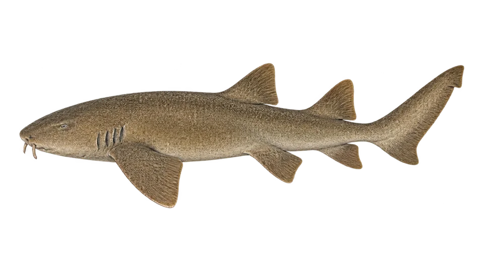Scientific illustration of Pacific nurse shark