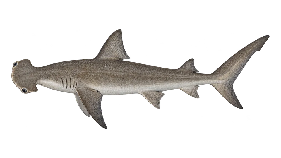 Scientific illustration of Scoophead