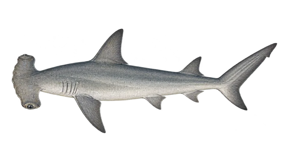 Scientific illustration of Scalloped bonnethead