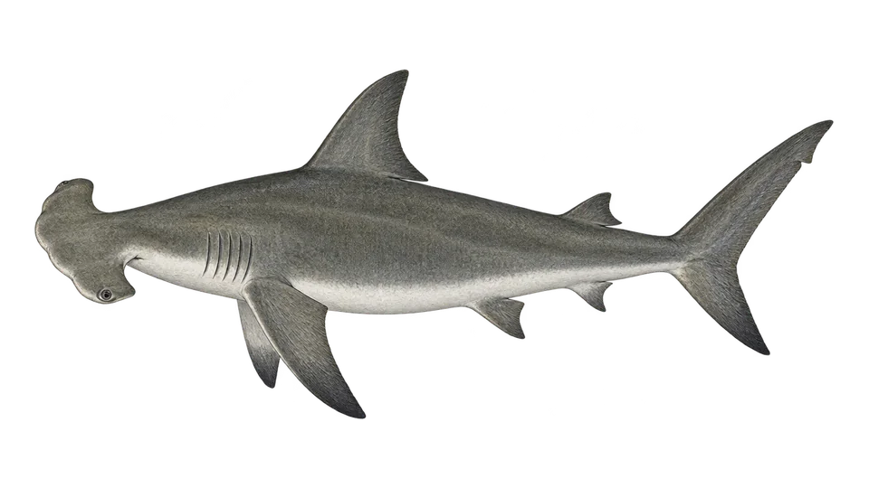 Scientific illustration of Smooth hammerhead