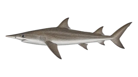 Ilustración de Tiburón nocturno