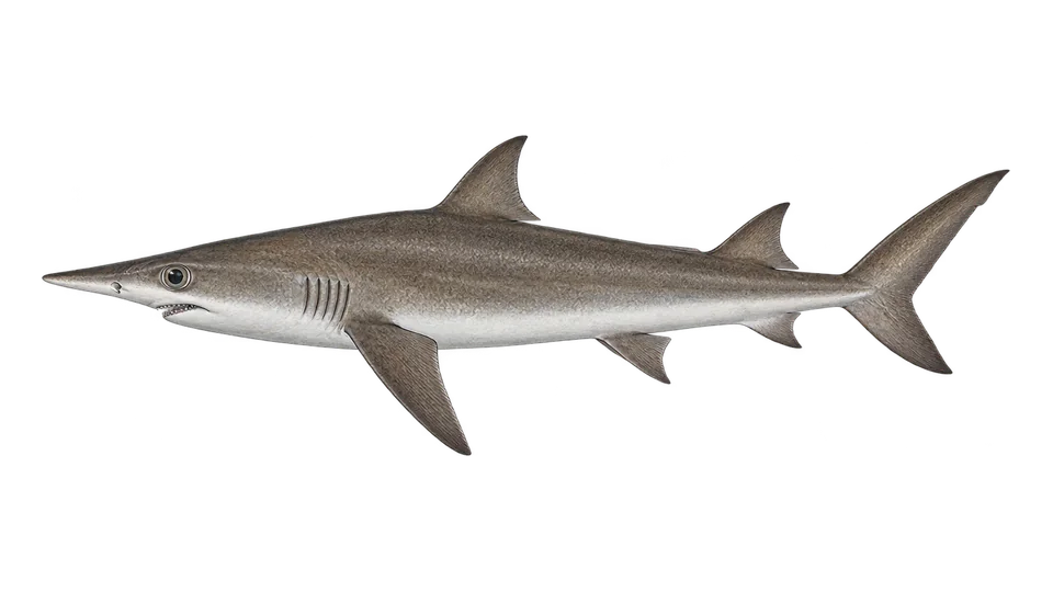 Scientific illustration of Night shark