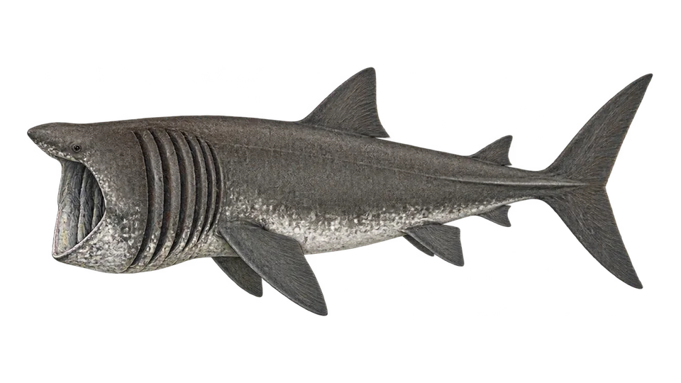 Scientific illustration of Basking shark