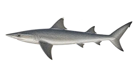 Illustration of Pacific sharpnose shark