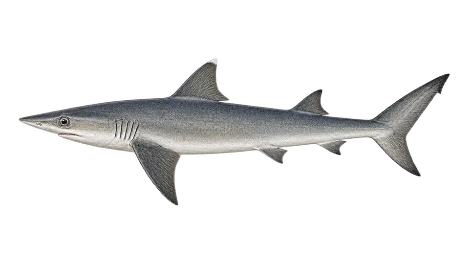 Scientific illustration of Pacific sharpnose shark