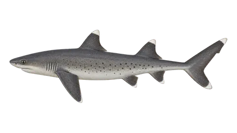 Illustration of Whitetip reef shark