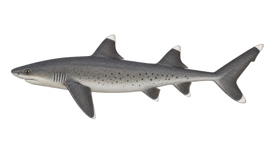 Scientific illustration of Whitetip reef shark