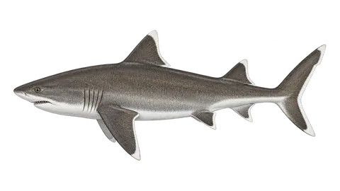 Illustration of Silvertip shark