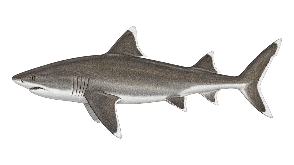 Scientific illustration of Silvertip shark