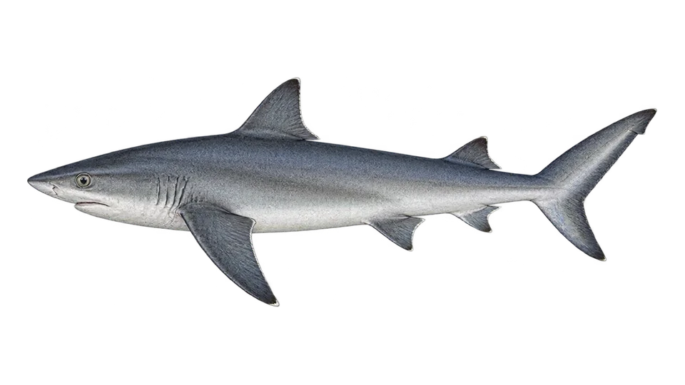 Scientific illustration of Pacific smalltail shark
