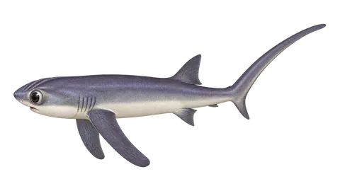 Illustration of Bigeye thresher