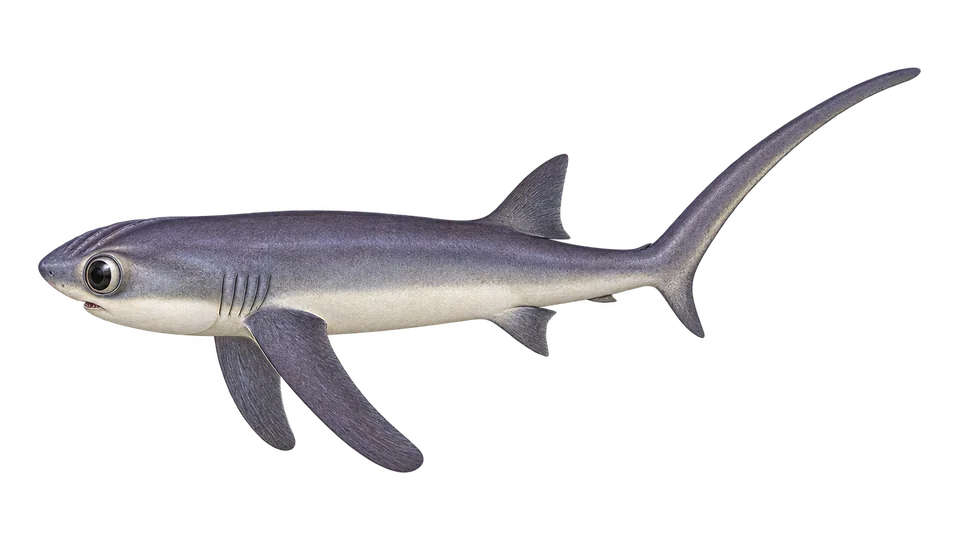 Scientific illustration of Bigeye thresher