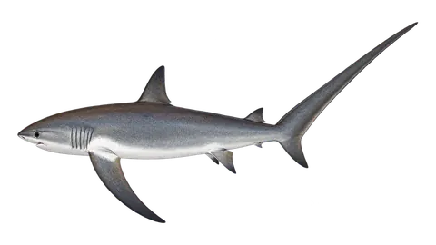 Illustration of Thresher