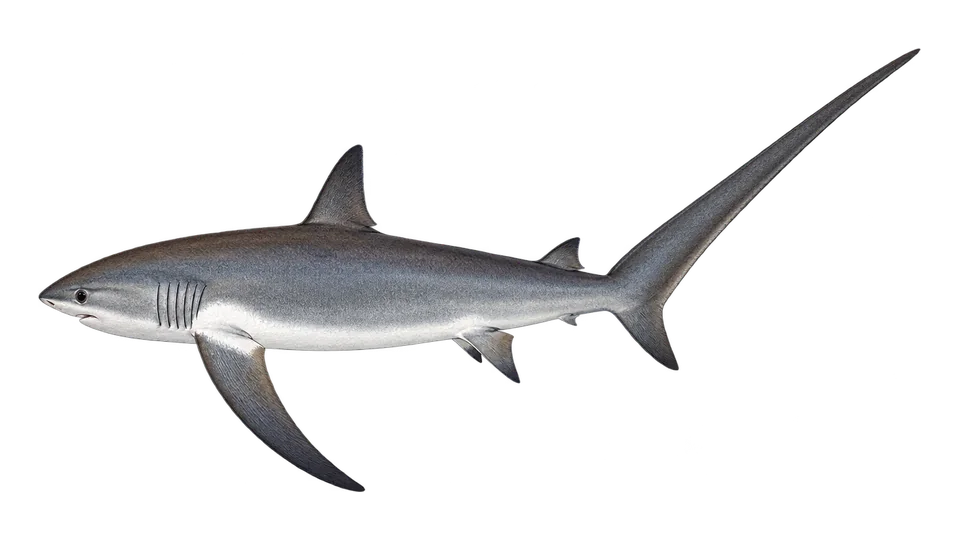 Scientific illustration of Thresher