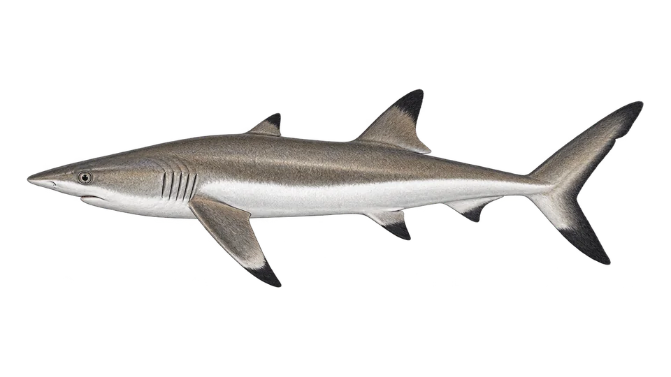 Scientific illustration of Spinner shark