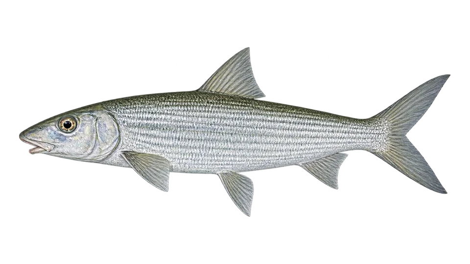 Scientific illustration of Pacific shafted bonefish