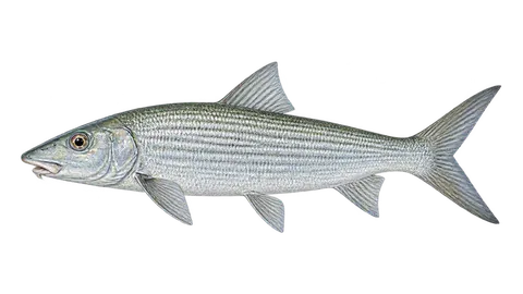 Illustration of Eastern Pacific bonefish