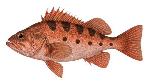 Ilustración de Cabarilla