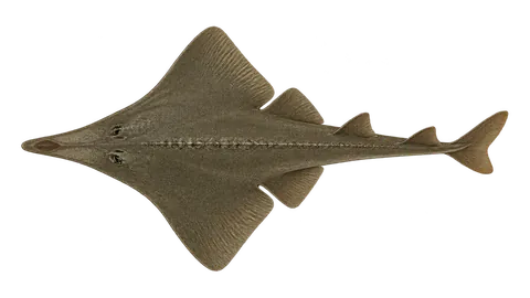 Illustration of Brazilian guitarfish