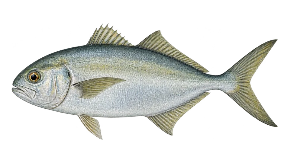 Scientific illustration of Bluntnose jack