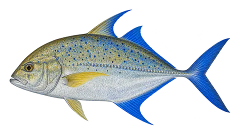 Illustration of Bluefin trevally
