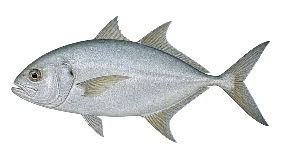 Scientific illustration of Island trevally
