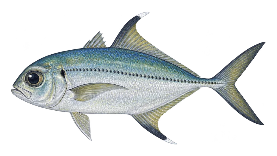 Scientific illustration of Bigeye trevally