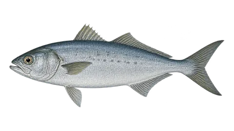 Ilustración de Cojinoba moteada