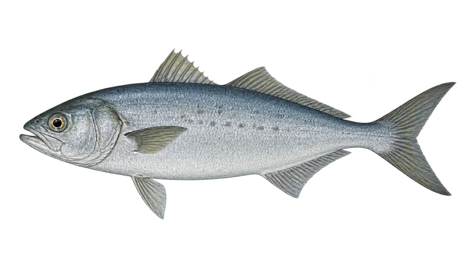 Scientific illustration of Silver warehou