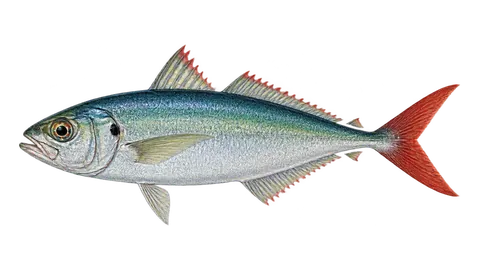Ilustración de Caballeta rabicolorá
