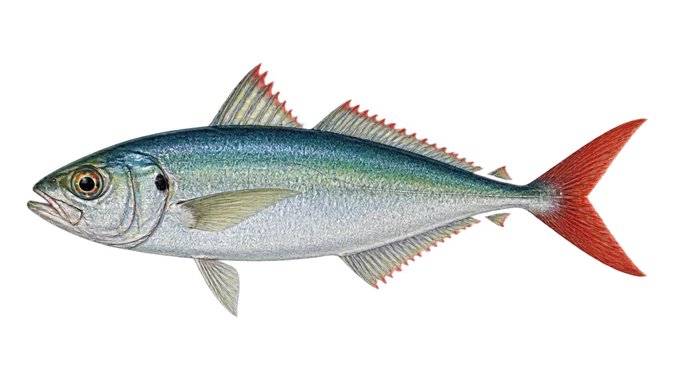 Scientific illustration of Roughear scad