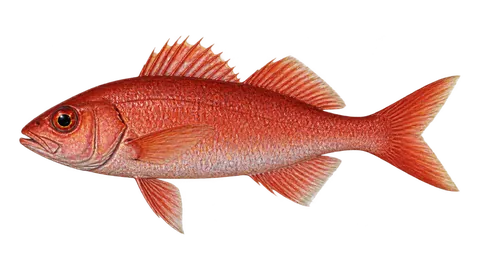 Ilustración de Conoro