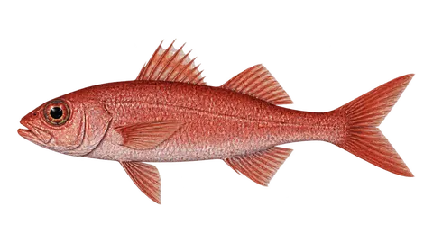 Ilustración de Andorrero