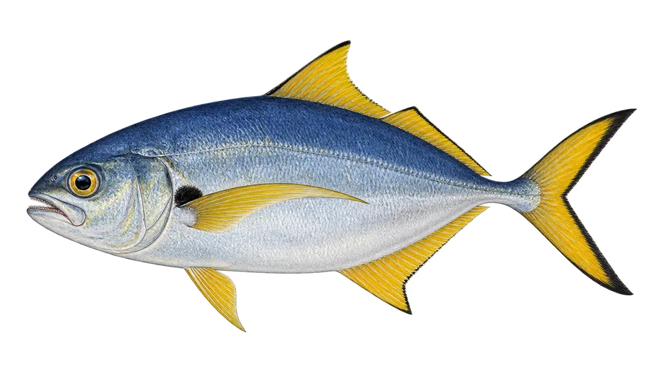 Scientific illustration of Yellowfin jack