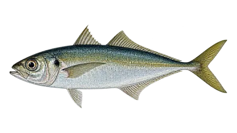 Illustration of Pacific jack mackerel