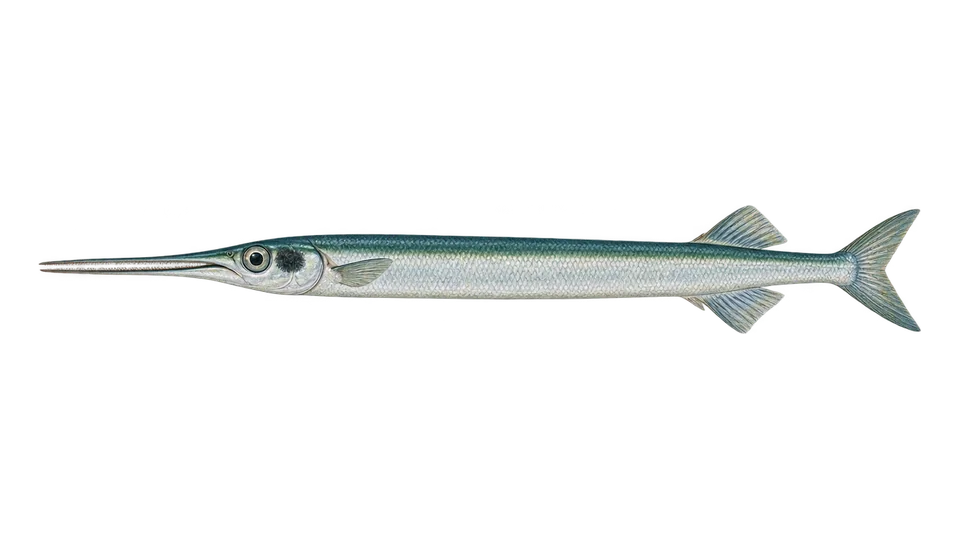 Scientific illustration of Atlantic needlefish