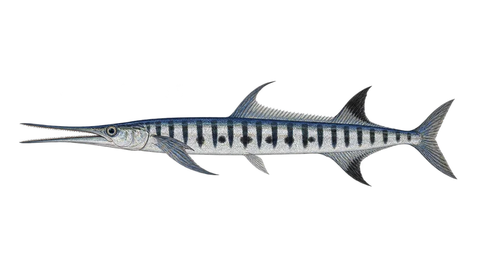 Scientific illustration of Flat needlefish