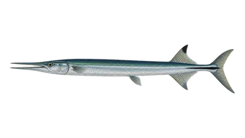 Ilustración de Agujón cocodrilo